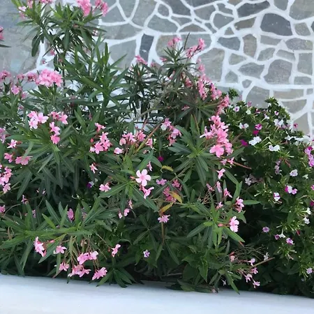 Vegera 'ostria', Stavros * Donousa