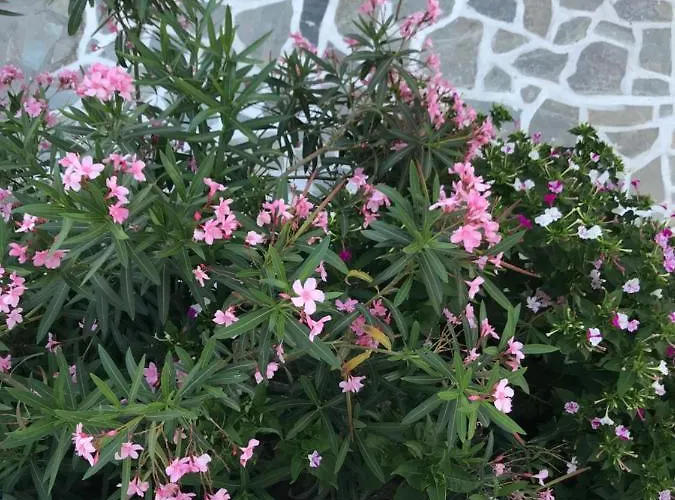 Vegera 'ostria', Stavros * Donoussa